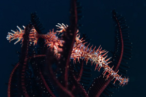 Ghost Pipefish parked in a Feather Star. Canon 20D 100mm ... by Mick Tait 